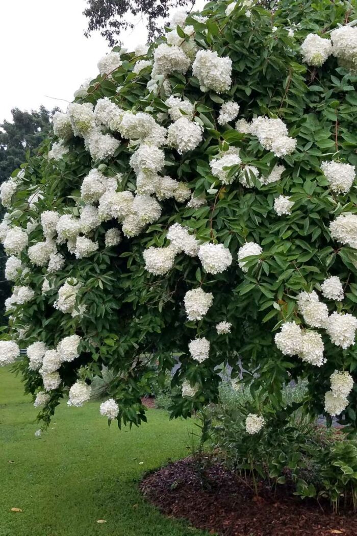 Episode 114 Drought Tolerant Woodies Green Garden