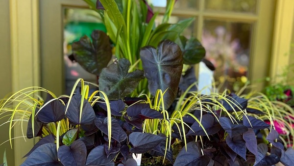 Inspiring Container Plantings - FineGardening - Vimarsana News