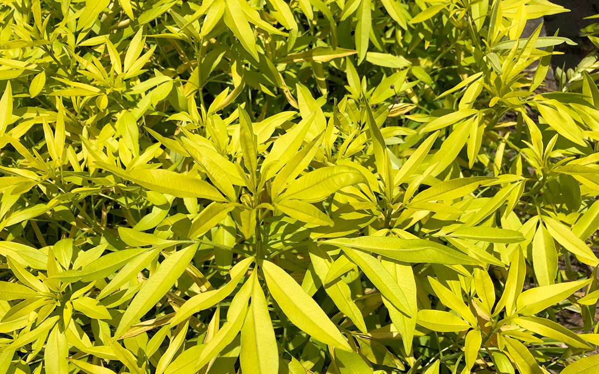 Coreopsis relámpago relámpago