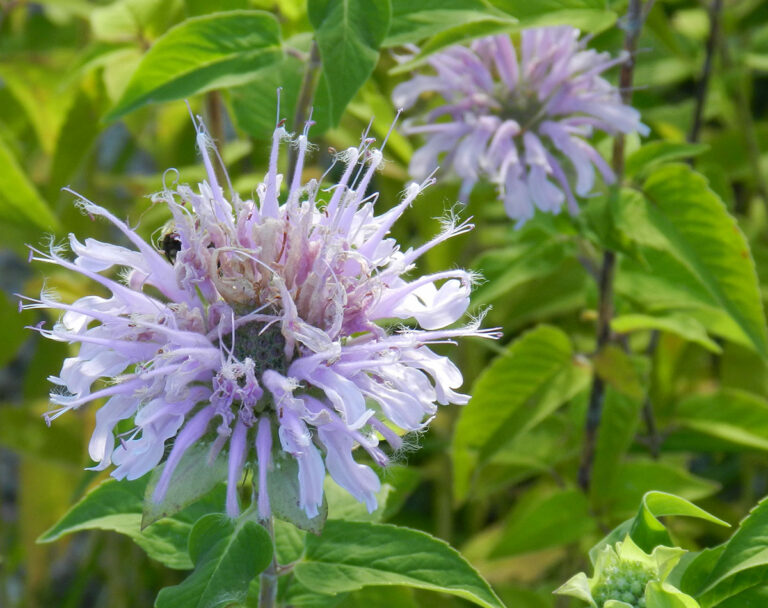 6 Native Bee Balms to Grow for Color in the Garden Fine