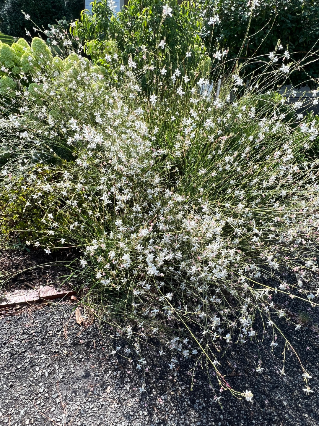 Planta perenne cubierta de pequeñas flores blancas.