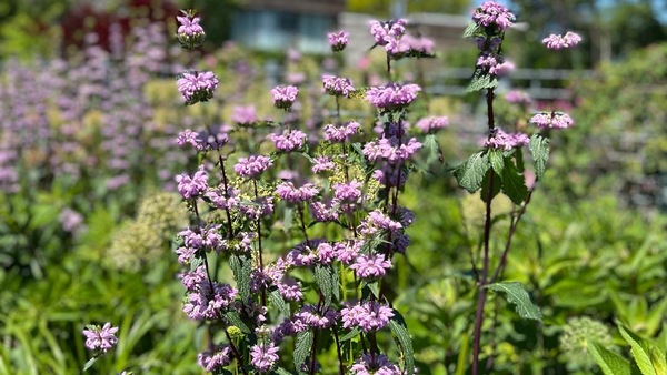 GPOD on the Road: Entry Garden Walk at TBG - Vimarsana News