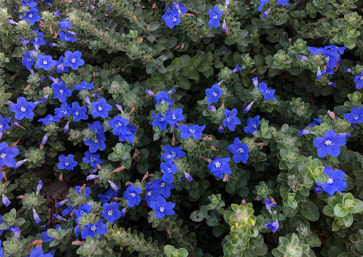 Blue My Mind gloria de la mañana enana