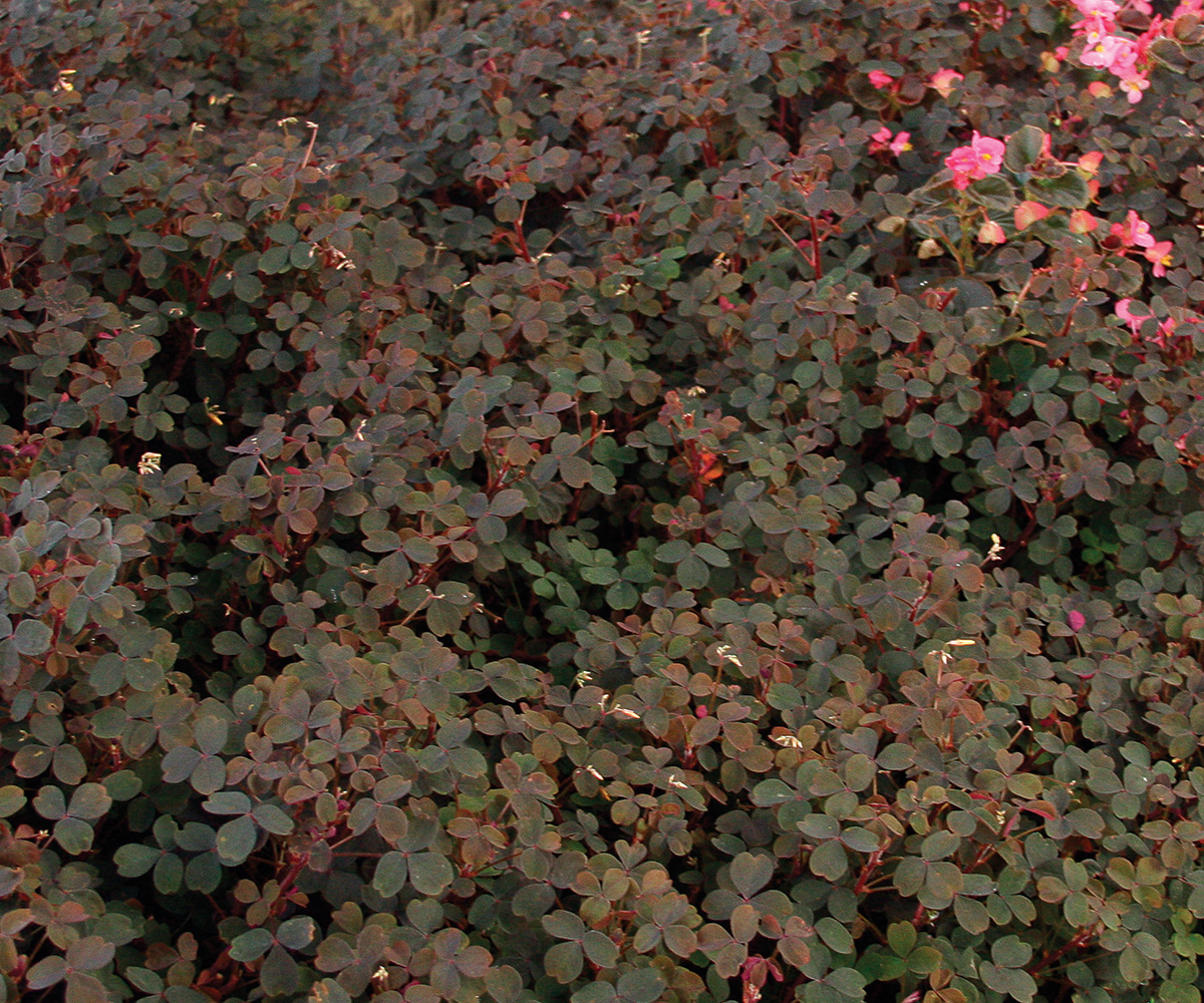 Zinfandel oxalis