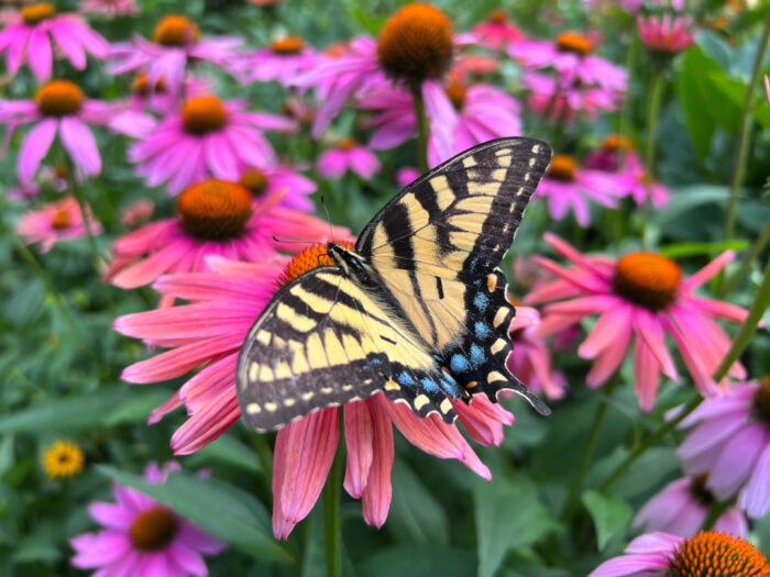 Eastern Tiger Swallowtail on a bright pink coneflower