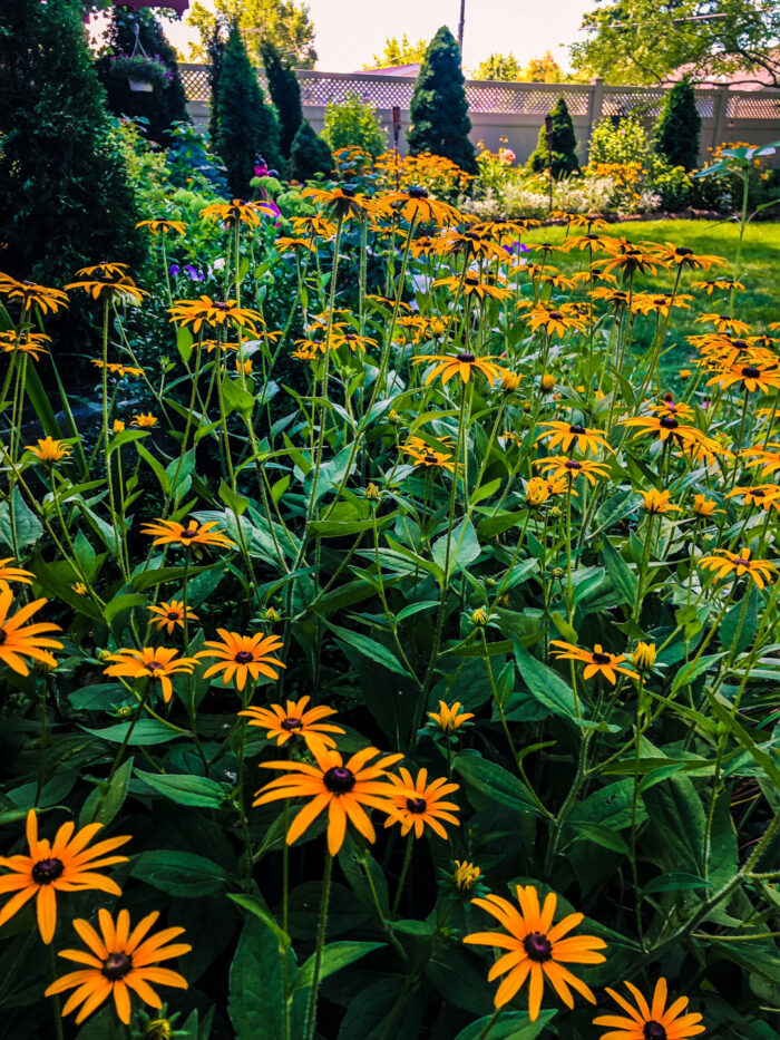 large planting of Rudbeckia flowers in foreground of garden beds