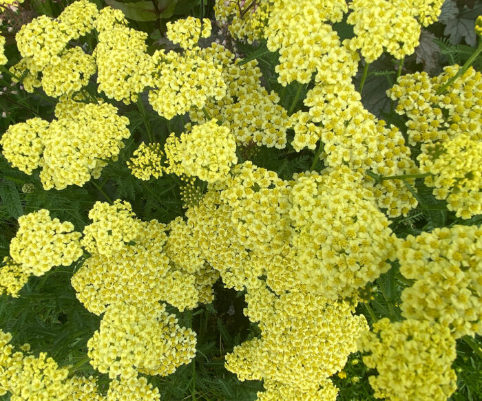 Fall-Flowering Perennials for Pollinators in the Northern Plains - Fine ...