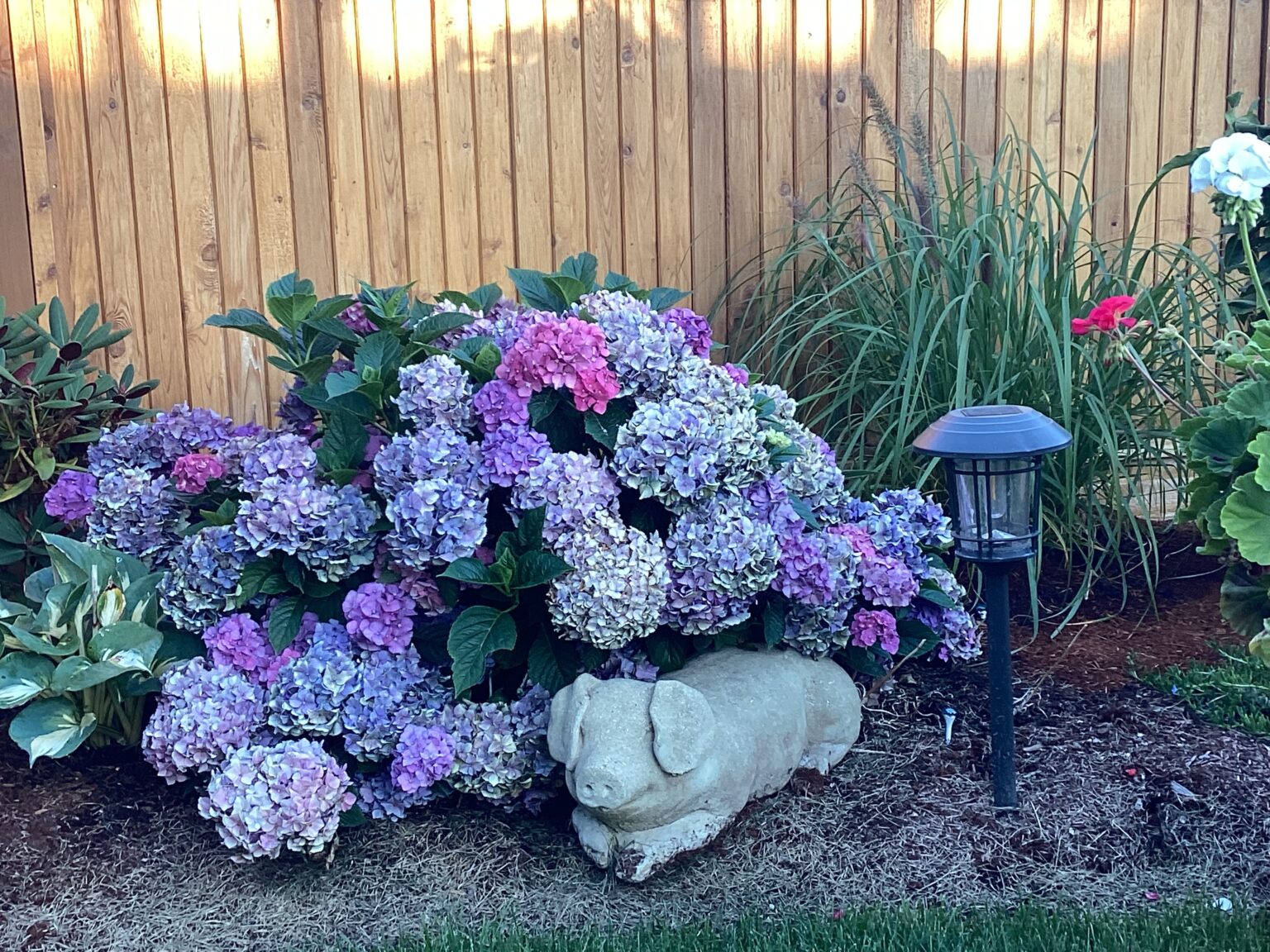 A Year Into a New Garden Space FineGardening