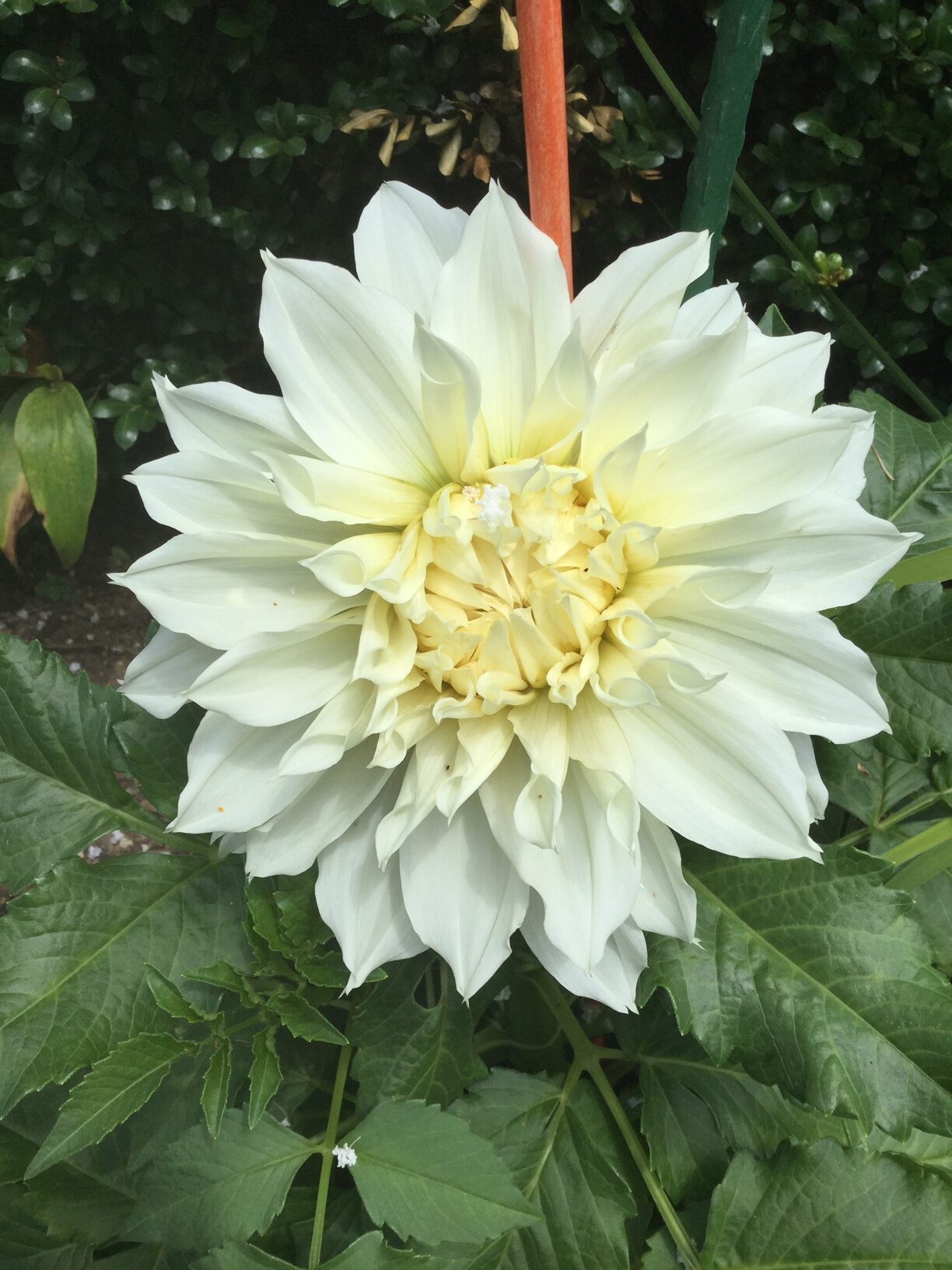 Cerca de una gran flor de dalia blanca