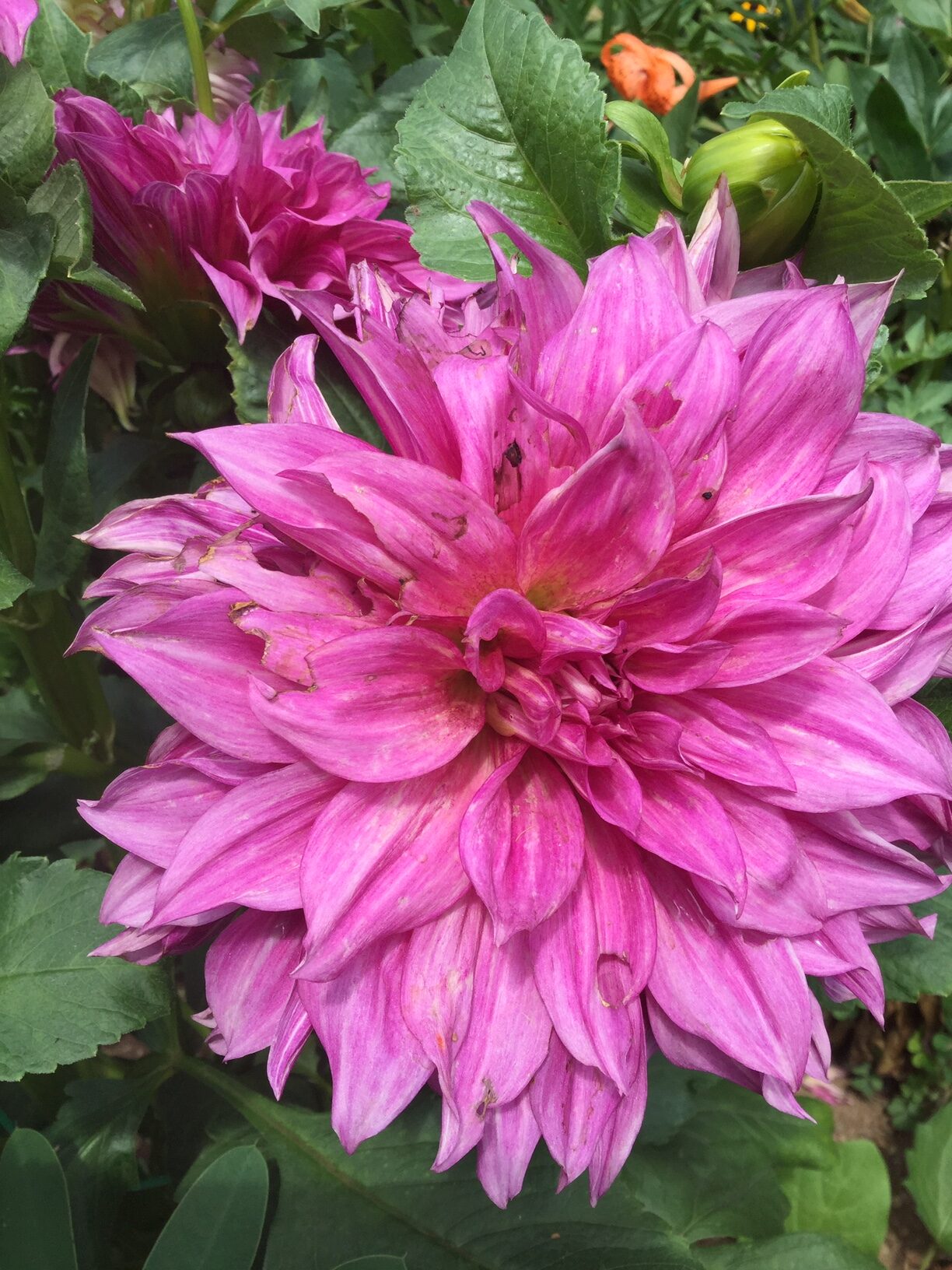 Cerca de una gran flor de dalia rosa