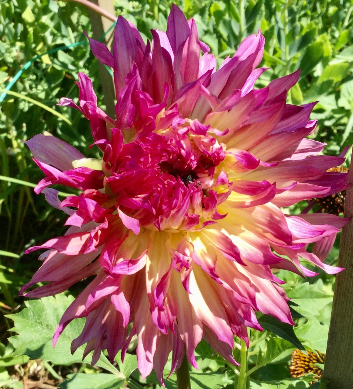Cerca de una gran flor de dalia rosa y amarilla