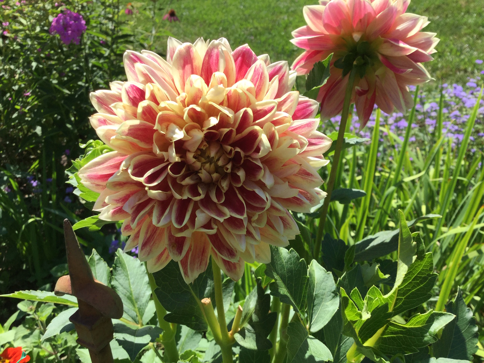 dos flores de dalia rosadas y amarillas claras
