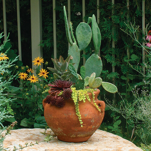 FocalPoint Container Design FineGardening