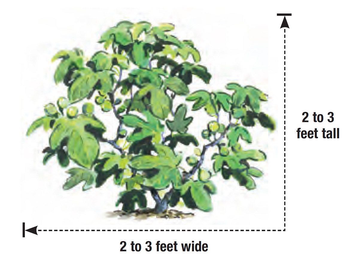 Fignomenal fig illustrated with mature width and height