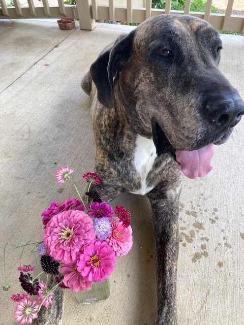 perro grande junto a un pequeño jarrón con flores rosas