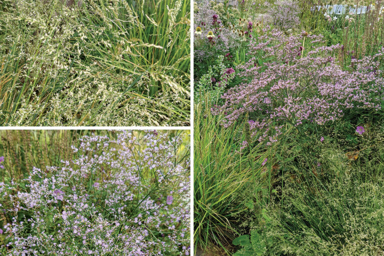 Tips for Evolving a Naturalized Garden Quickly Fine Gardening