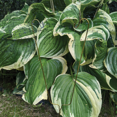 Tips About Deer Control, Tomato Cages, Containers, and Garden Tools