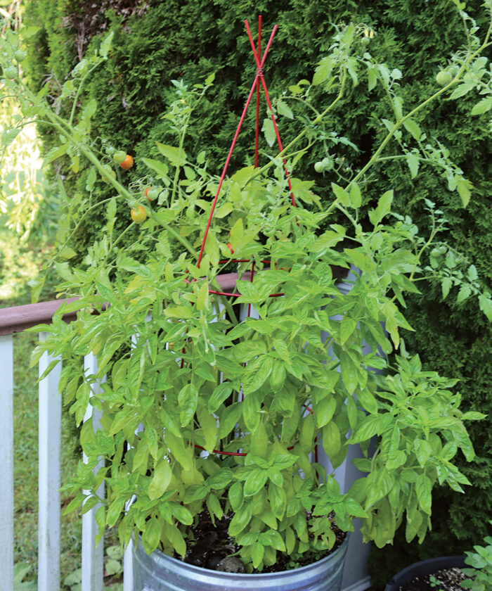 Tips About Deer Control, Tomato Cages, Containers, and Garden Tools