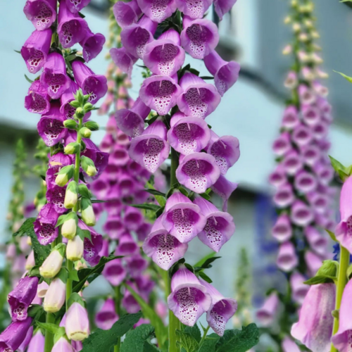 Mary’s Perfectly Imperfect Garden - Fine Gardening