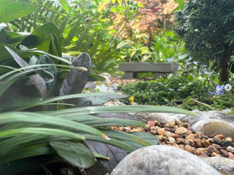 Primer plano del minijardín anterior desde un ángulo que lo hace parecer de tamaño completo