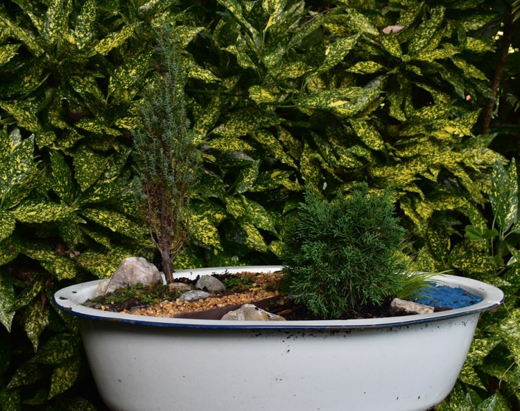 Mini jardín con coníferas enanas plantadas en un cuenco blanco
