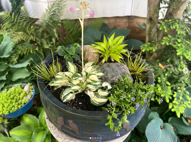 Recipiente plantado con mini plantas perennes
