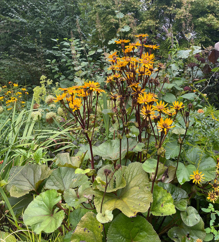 Perennials With Fall Flowers for the Northeast FineGardening