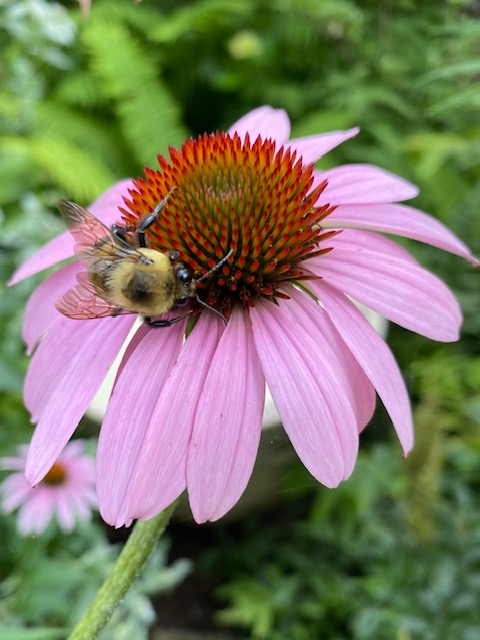 Cerca de un abejorro en un coneflower