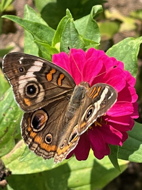 Primer plano de la mariposa Castaño de Indias en un Zinnia rosa brillante