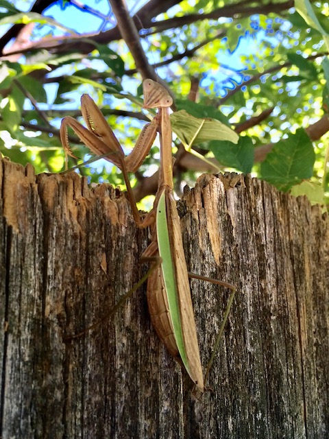 primer plano, de, un, mantis religiosa, en, un, cerca de madera