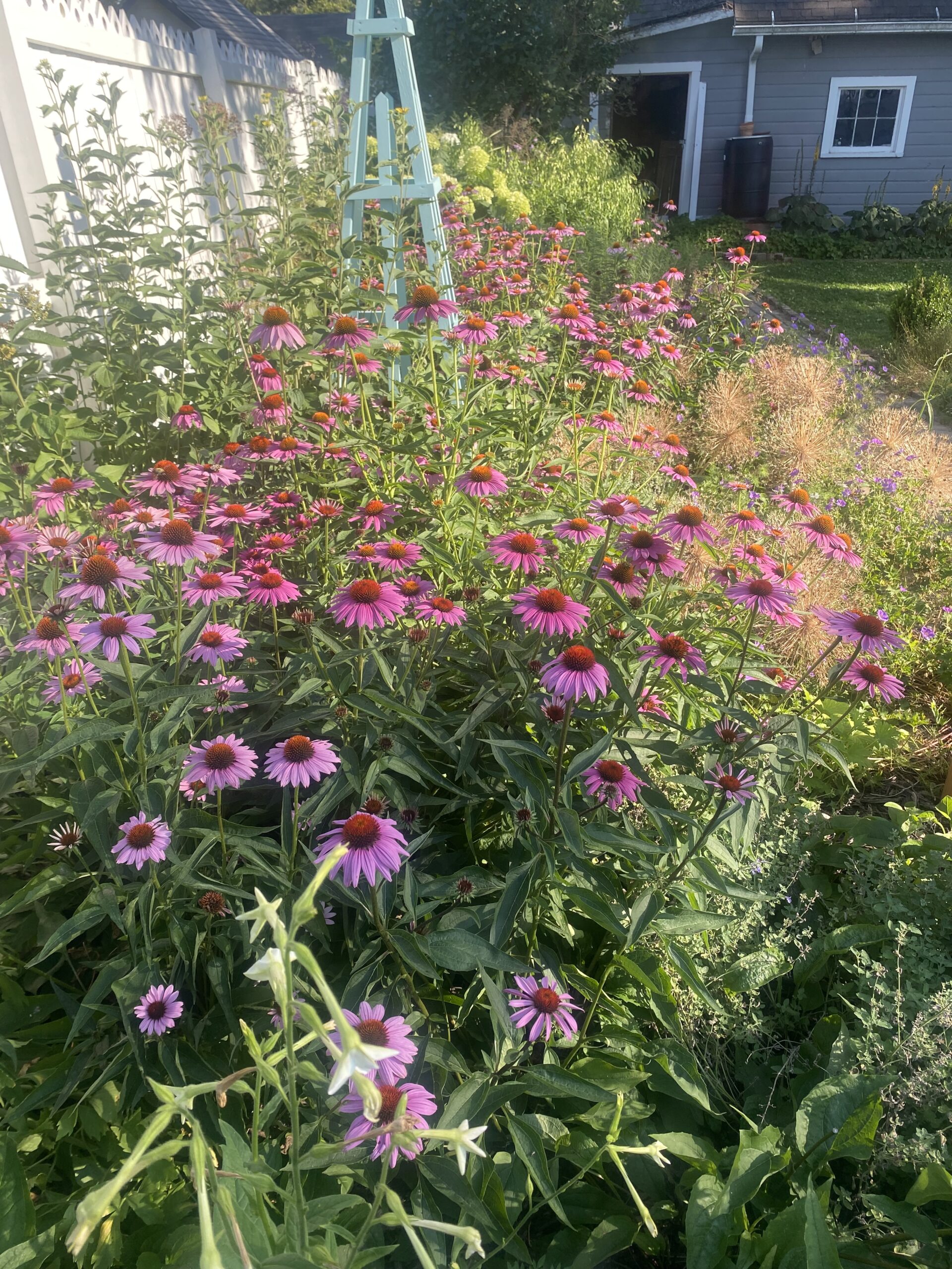 primer plano, de, un, grande, plantación, de, coneflowers