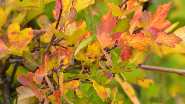 3 Native Shrubs With Fall Interest for the Southwest - Vimarsana News