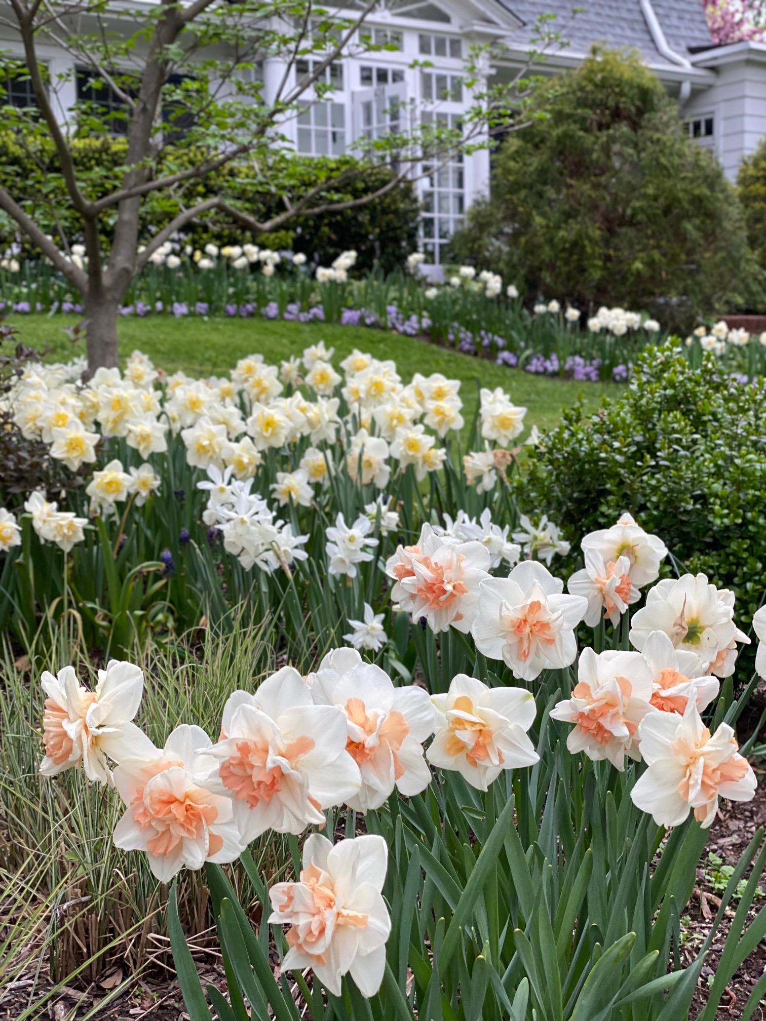 varios narcisos blancos, amarillos y naranjas en el jardín