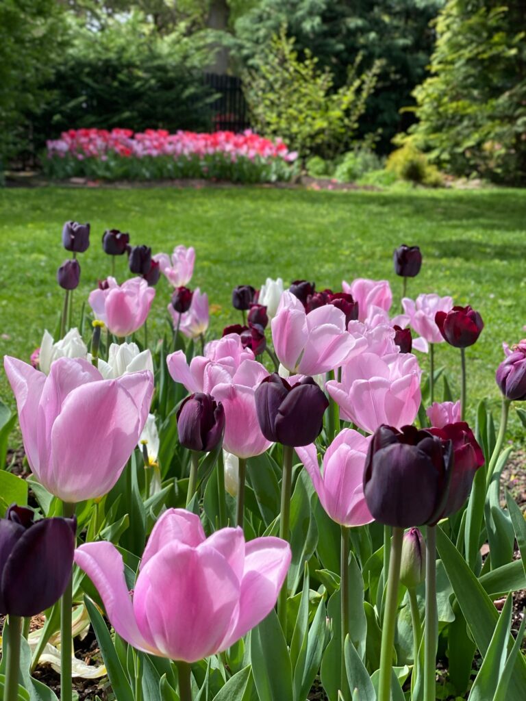 Yuliya’s New Jersey Garden Fine Gardening