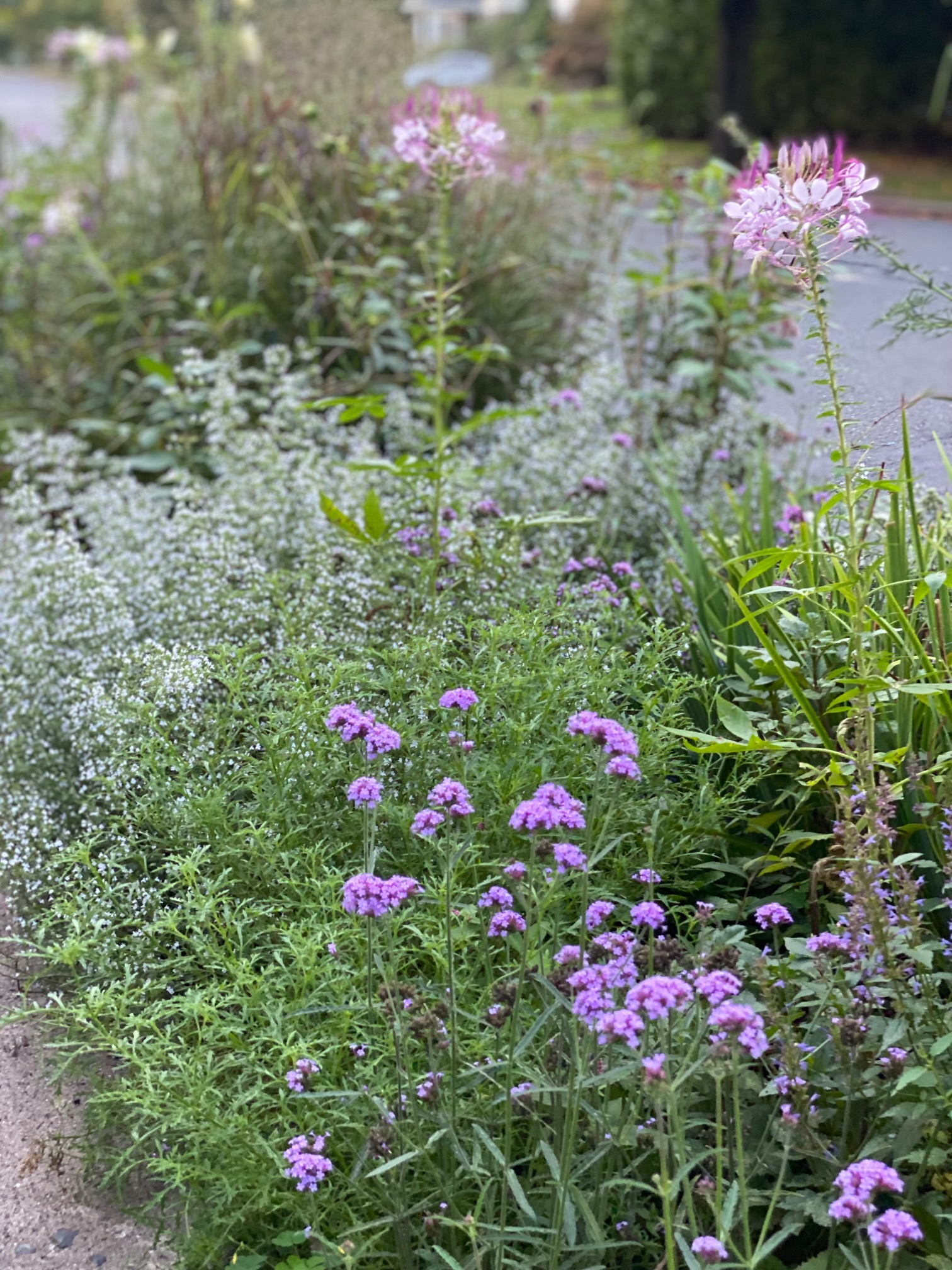 Tiras de plantas plantadas cerca de la carretera.