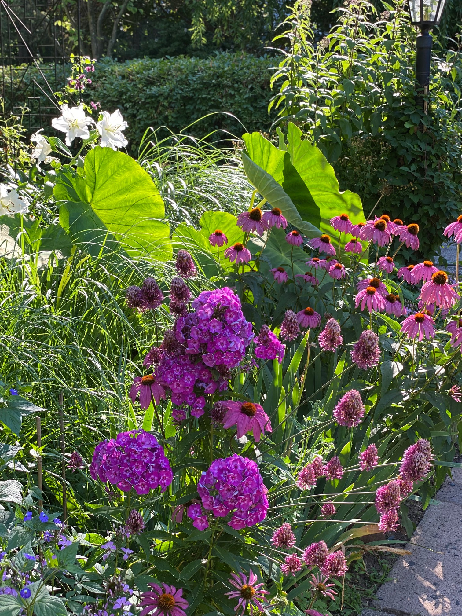 cama de jardín con flores rosas y grandes plantas de follaje