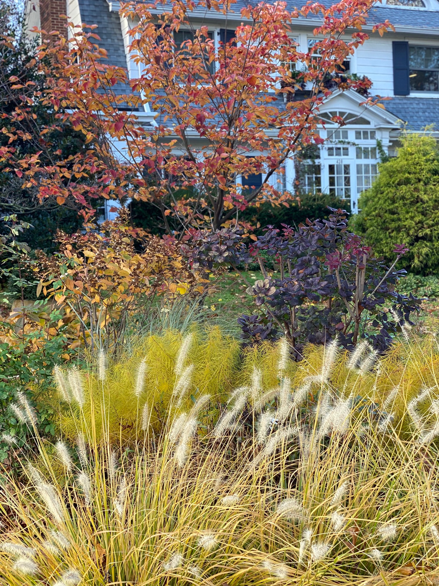 Jardín en otoño con césped ornamental y follaje colorido