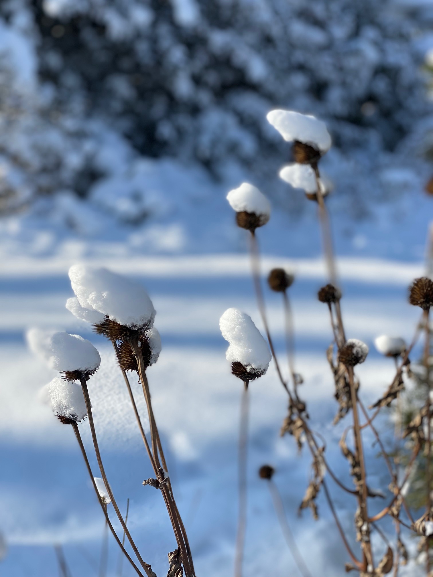 planta latente en invierno, cubierta de nieve