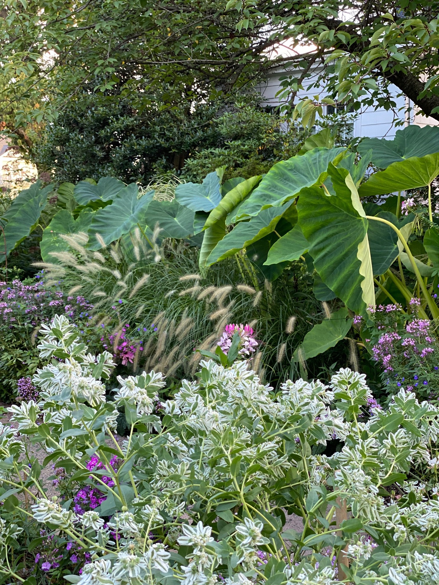 Yuliya’s New Jersey Garden FineGardening