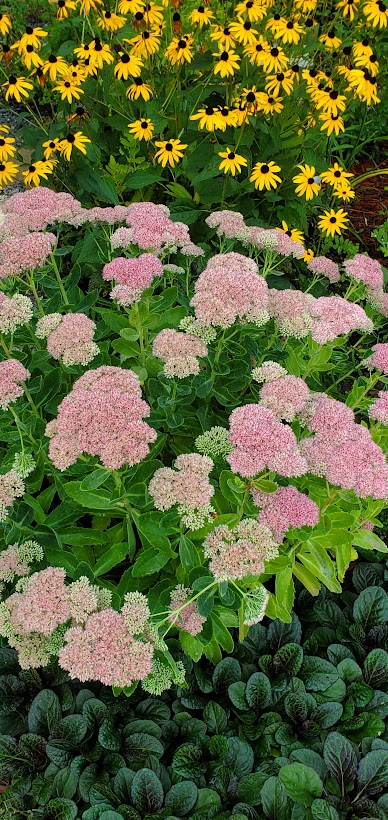 susan de ojos negros junto a sedum rosa y hojas de ajuga