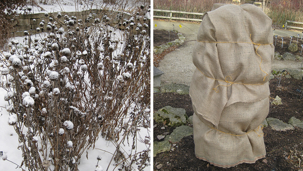 Winter Protection for the Midwest Garden - Vimarsana News