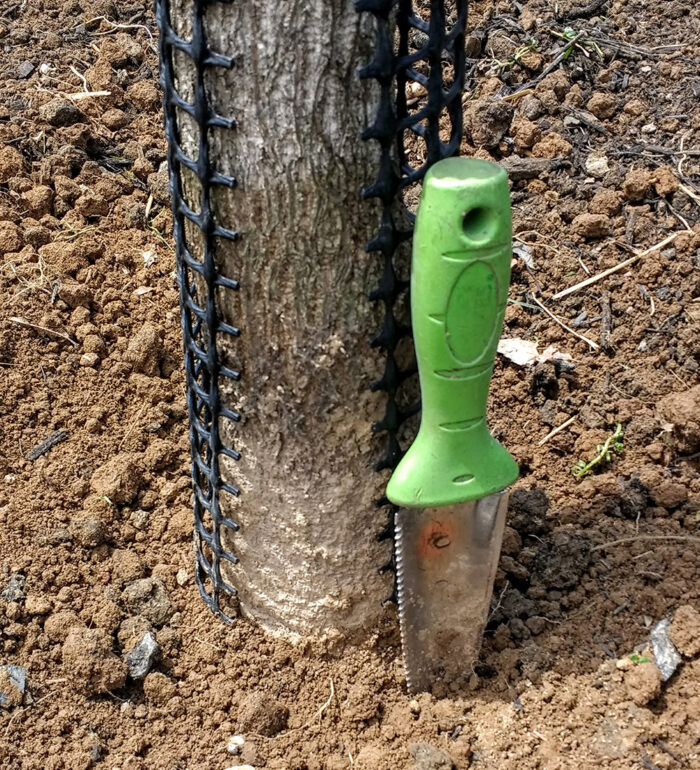 Checking Tree Planting Tree Planting Tips - Fine Gardening