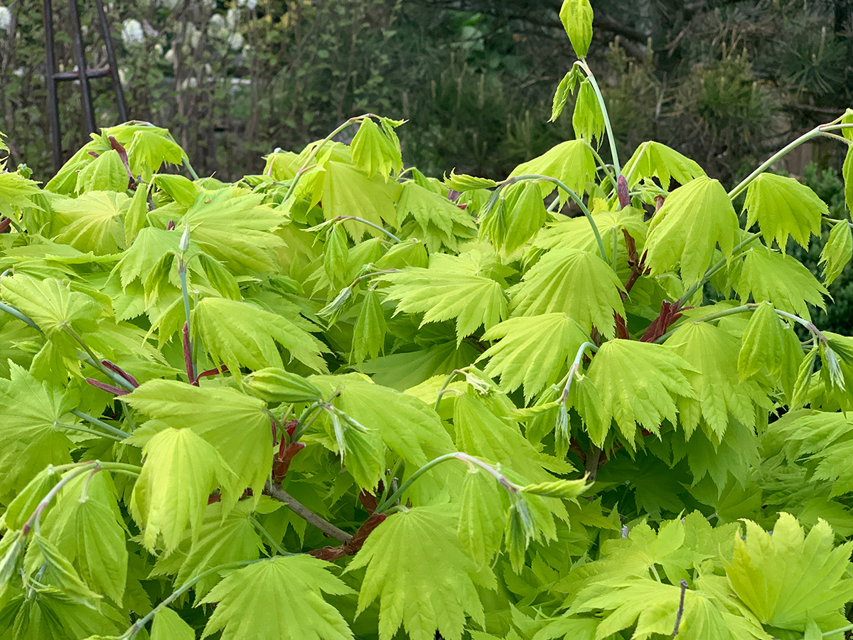 Golden full moon maple