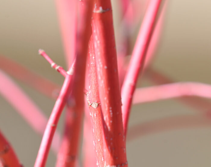 How to Grow Japanese Maples