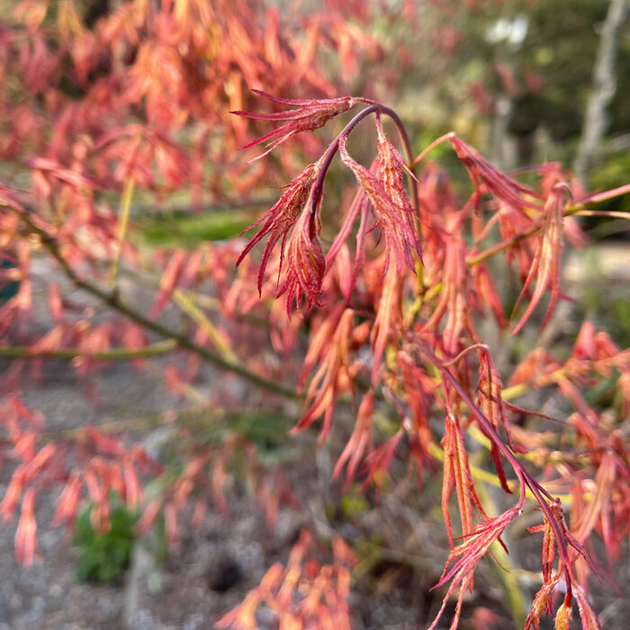 How to Grow Japanese Maples Fine Gardening
