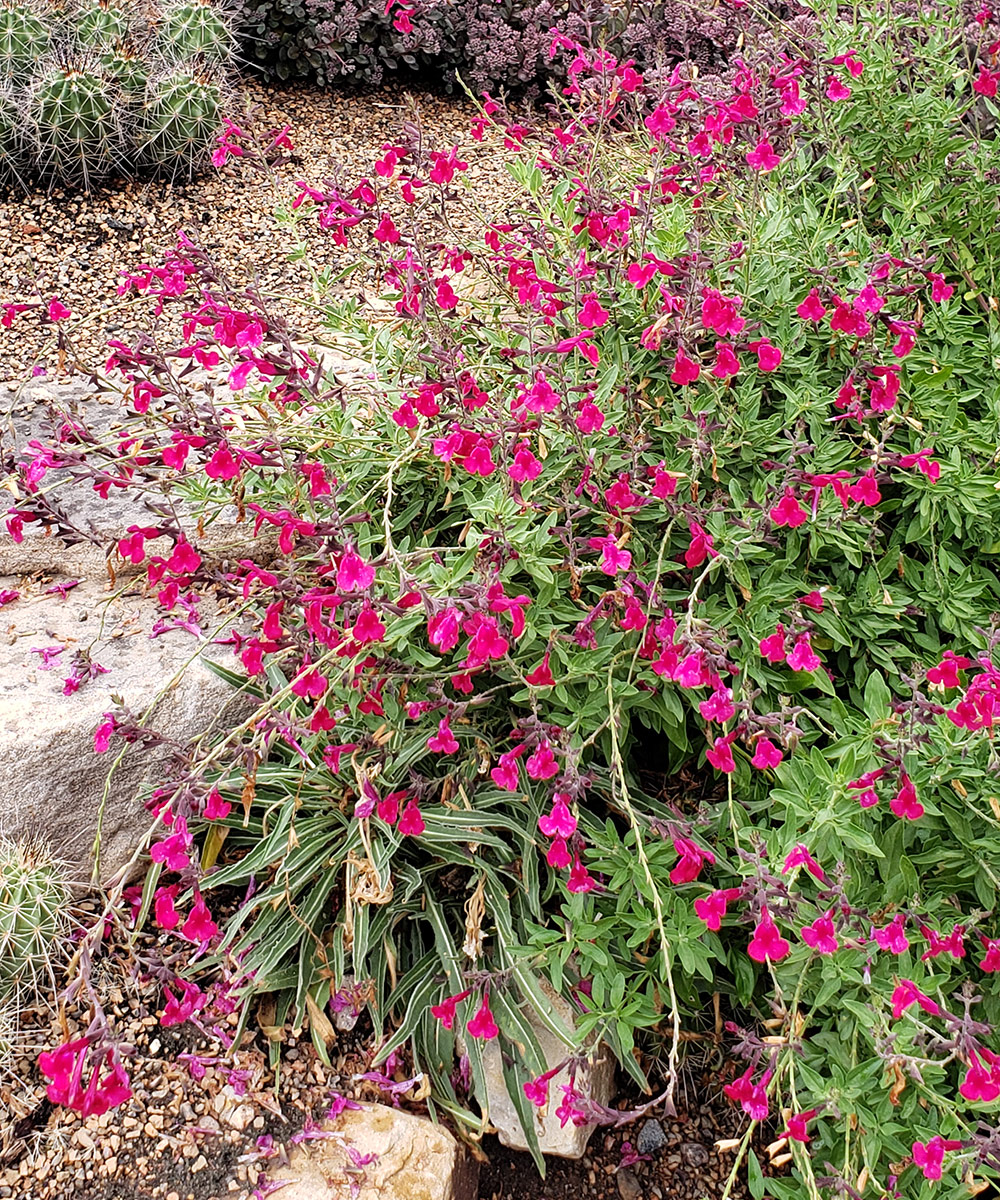 Salvia de otoño de Wild Thing