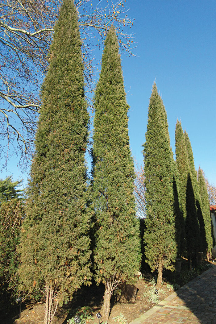 Columnar Conifers for Focal Points, Screening, and Tight Spaces - Fine ...