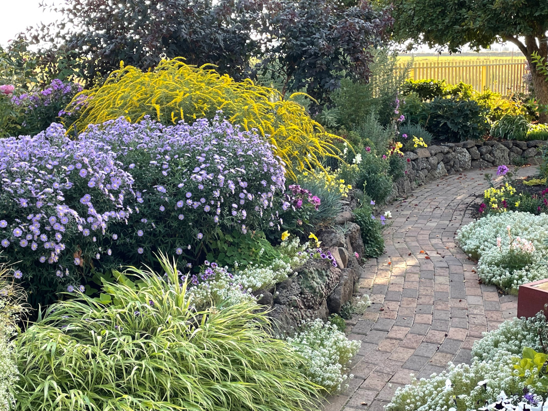 same spot in the garden with plants covered in fall flowers