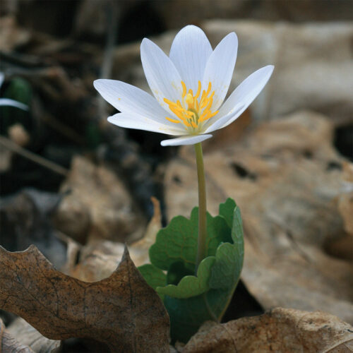 Plants That Bloom in Late Winter or Early Spring FineGardening