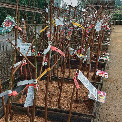 Plant Grafting 101 Fine Gardening